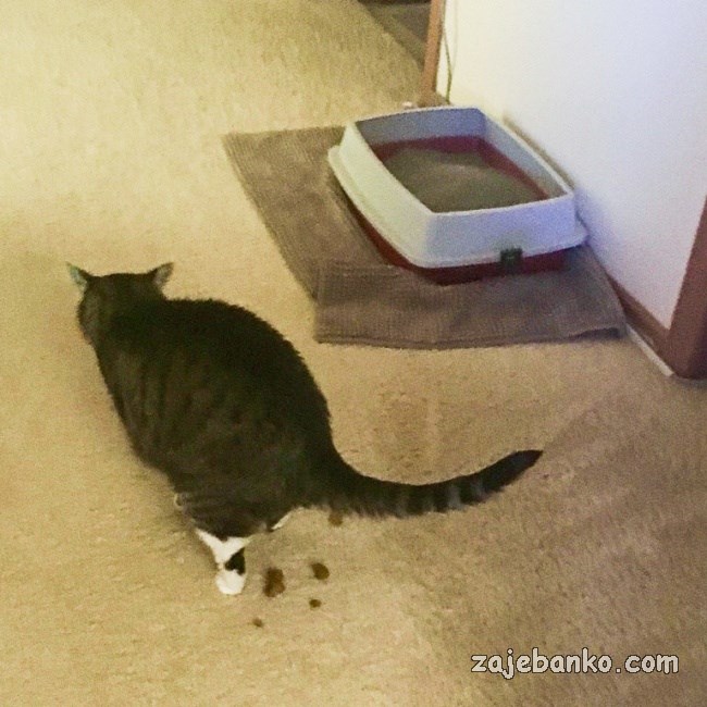 mačka vrši nuždu po kući