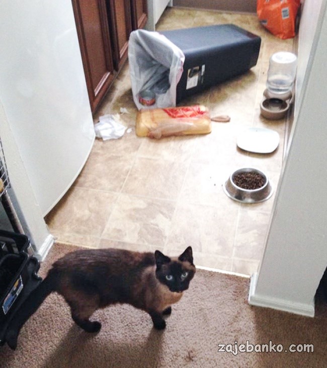 mačka pravi nered po kući