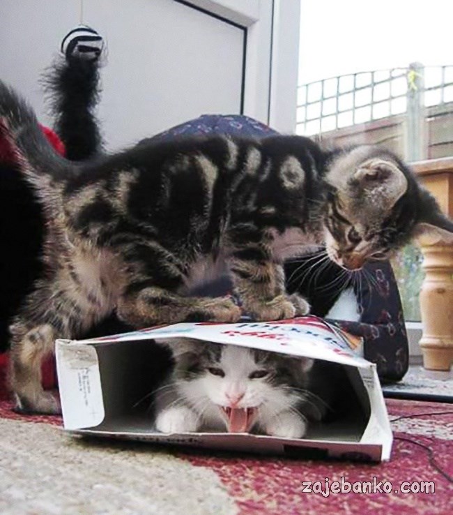 mačka se ponaša kao kreten