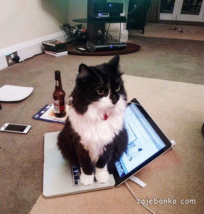 mačka sjedi na laptopu