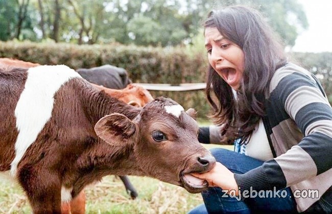 životinja napada ženu