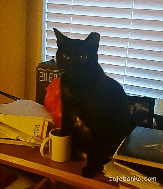 crna mačka smiješna slika