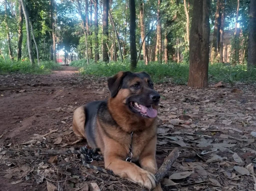Café, o guardião da casa