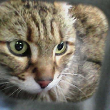 Pour soigner les chats libres de la Bergerie et compagnie