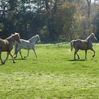 Au bonheur des vieux chevaux