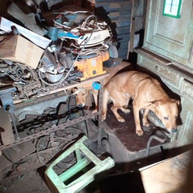 Aidez-nous à sauver les 12 chiens rescapés de Ban de Laveline