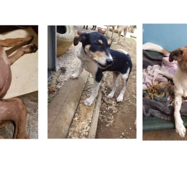 Urgence pour Heidi Lola et Vaiana