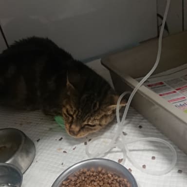 Chatte problème neuro
