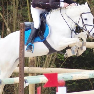 Sauvez Lady, ponette de club!