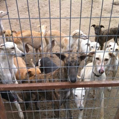 URGENCE POUR LES CHIENS DU REFUGE DE SCOOBY EN ESPAGNE