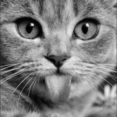 Chat libre Albertville