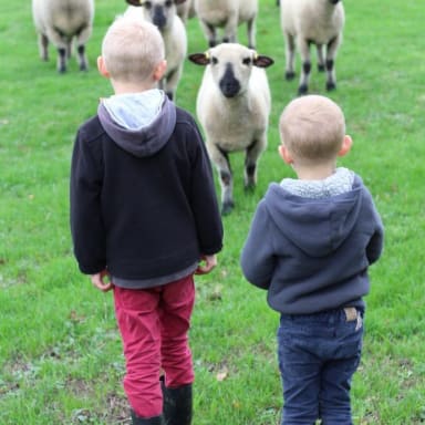 Notre élevage de moutons Hampshire