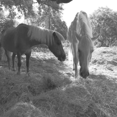 Aide à la création d'un nouvel espace pour chevaux en retraite ou maltraités