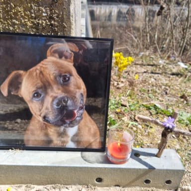 Aidez moi a financer les recherches du corps de mon chien Lipton qui s’est noyé.