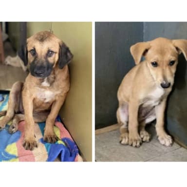 Urgence pour Moony et Tahiana