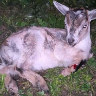 Pour les soins d'un petit chevreau