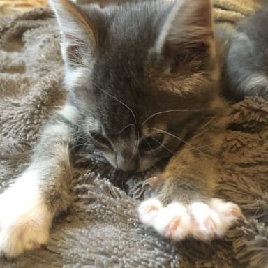 Chatons 2021