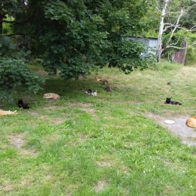 Demande d'aide pour des chats orphelins