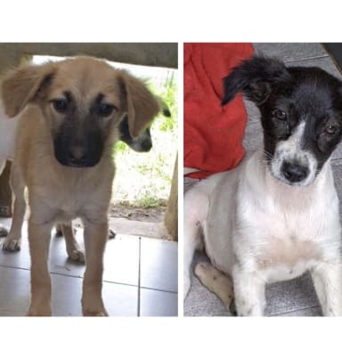SOS pour Sienna et Mira
