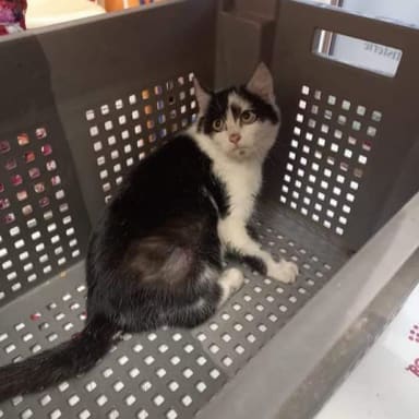 Minette accidentée