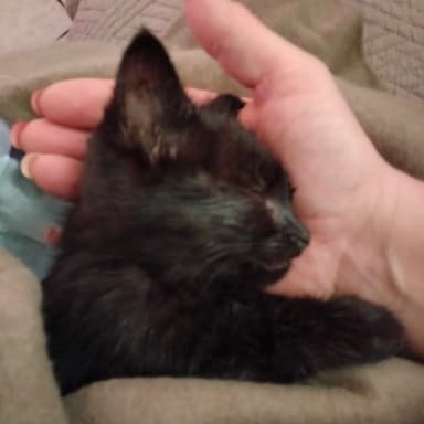 UN MIRACLE DE NOEL POUR L'ARCHE DE FREYJA