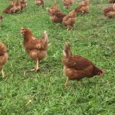 Soutenez nous : Parrainez une poule !