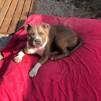 URGENCE POUR KIMBO