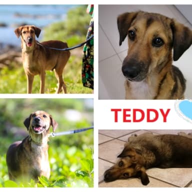 Frais vétérinaires de Teddy