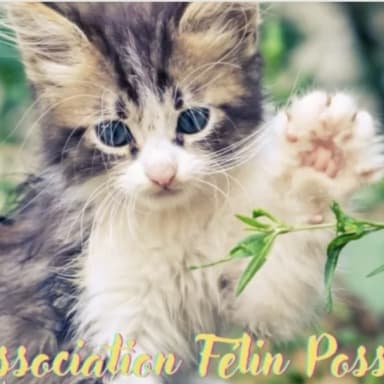 Association Félin Possible