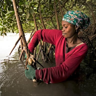 Ostréiculture Casamance