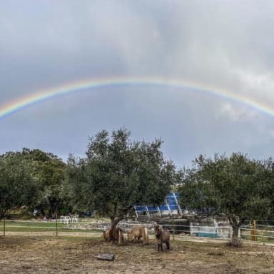 Un Immense SOS envoyé à Tous pour Sauver un Refuge qui se bat depuis plus de 18 ans!