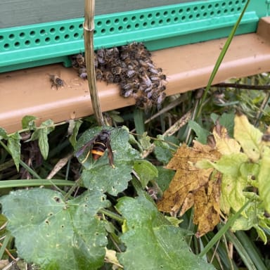 Des abeilles pour Rémi et Nicolas