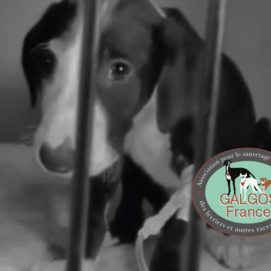 Galgos : Plus de 30 000 tortures par an !