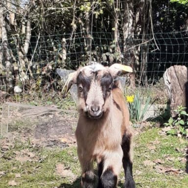 Sauvetage chevreaux