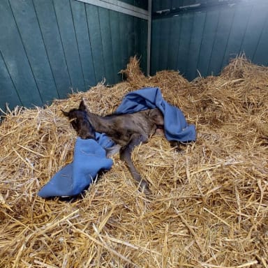 Une petite aide pour le sauvetage d'une pouliche et sa maman