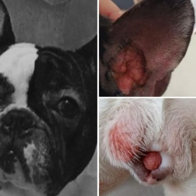soins urgents pour EVI, bouledogue francais