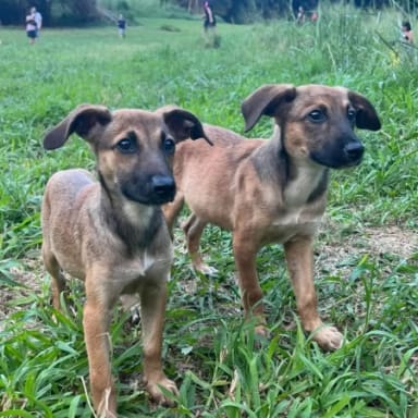 Chiots de la cascade Niagara