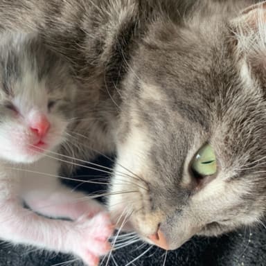 3 petits chats saussinois