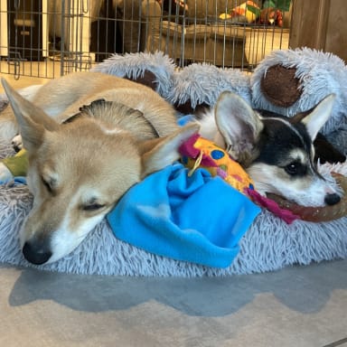 Pour mes 6 chiens hospitalisés en urgence suite à un mal foudroyant