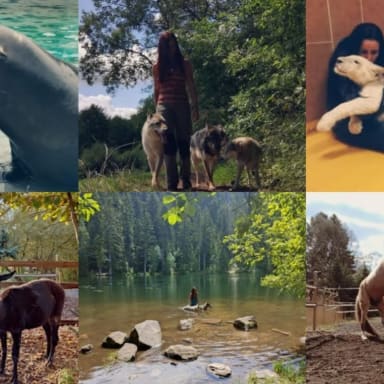 Chaîne de l'amitié et de solidarité pour Karine (Equilibre Dog Harmony)
