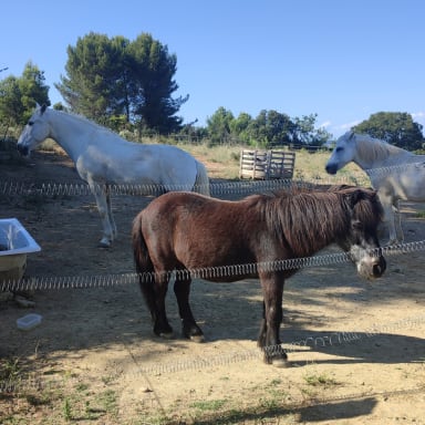 Aider moi a soigner mes 3 chevaux seniors