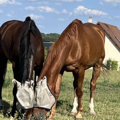 Opération Baya 🐴❤️‍🩹