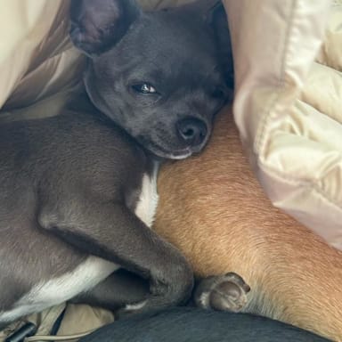 Aidez Tommi chihuahua 6 mois