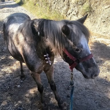 Sauvons Flicka