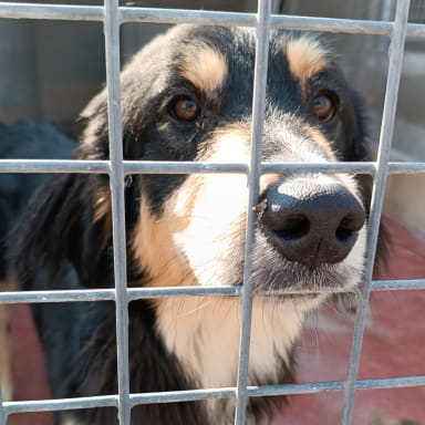 Aide urgente pour le refuge canin ASAAP