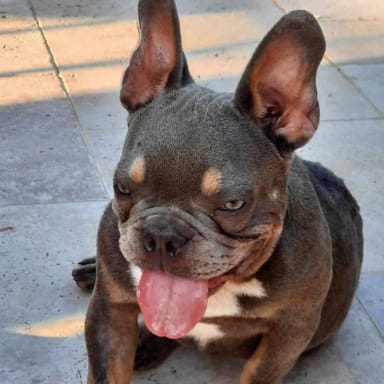 Grosse opération pour U2, bouledogue français