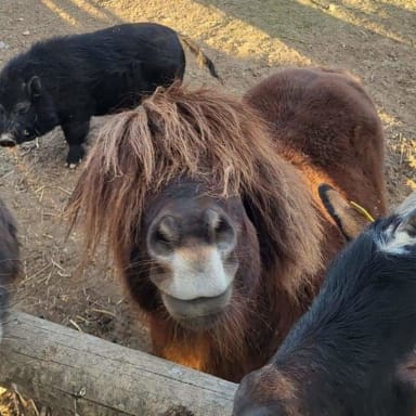 Sauvegarde de la mini ferme de 70 animaux suite au séisme du 16/06 à la laigne