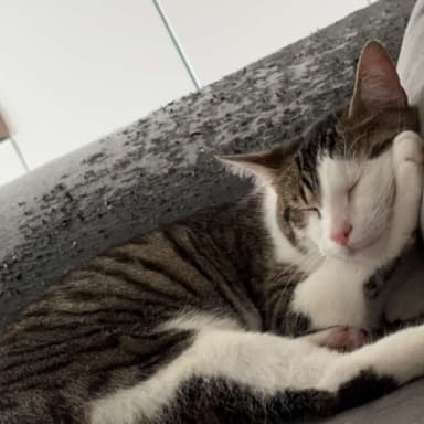 Operation de Tudum, le chat de Romain