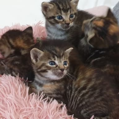 *** URGENT : Chats en danger, opérations nécessaires