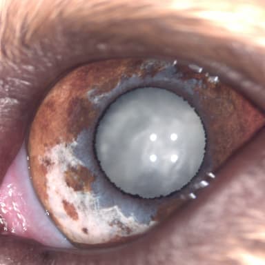 Les Beaux Yeux de Roxanne